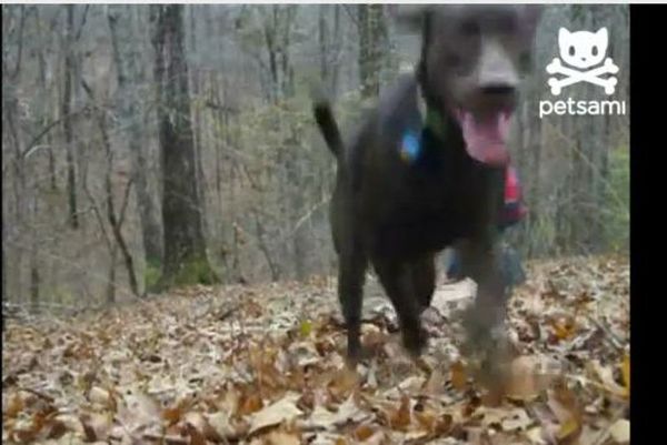 Λαμπραντόρ καταστρέφει πρόταση γάμου (video)