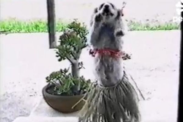 Δείτε την απίστευτη σκυλίτσα που χορεύει χούλα χουπ! (video)