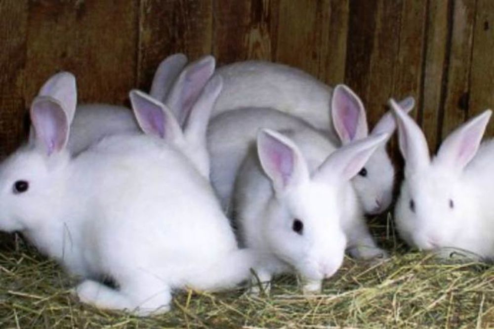 Στόχος των κλεφτών... τα κουνέλια! 