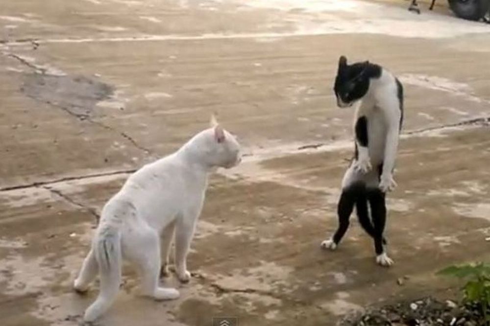 H γάτα του… Τσακ Νόρις! (video)