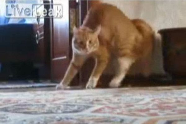 Ο Μάικλ Τζάκσον ζει! (video)