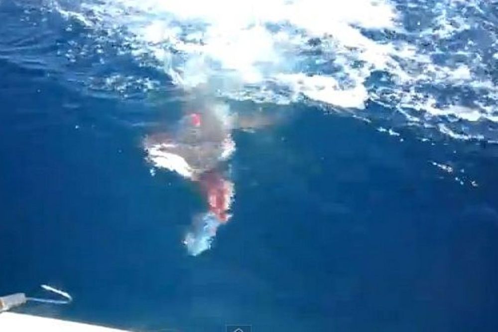 Βίντεο: Καλή... ψαριά για τον καρχαρία