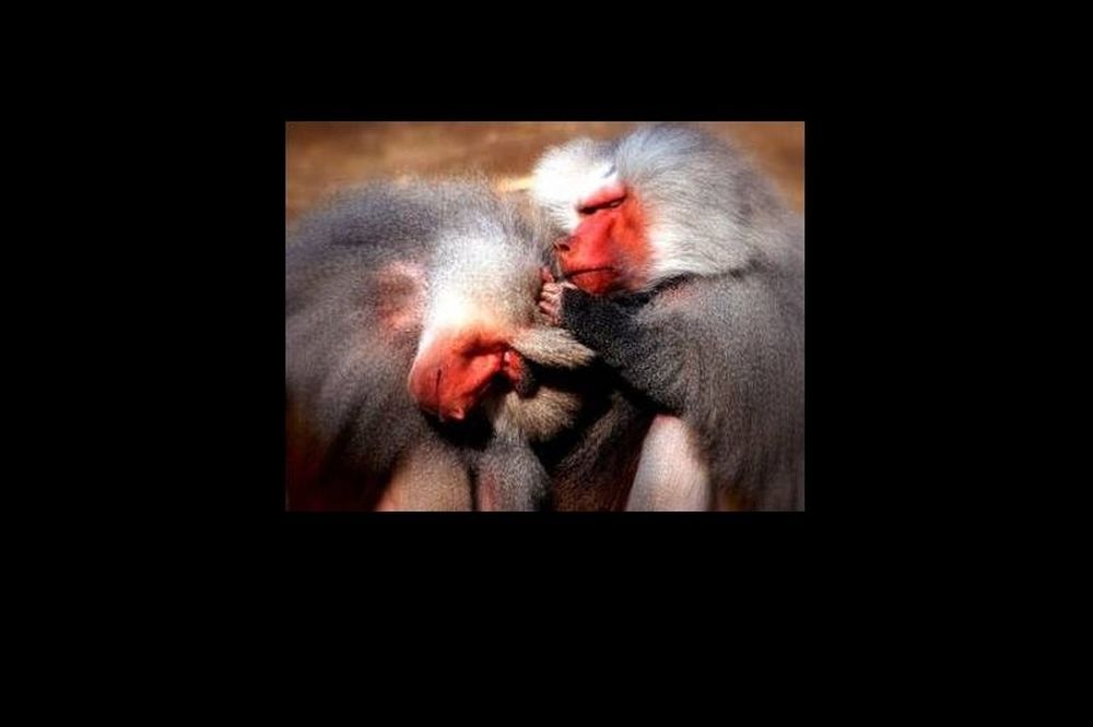 Bίντεο-Απίστευτο! Μπαμπουίνοι πήδηξαν σε αυτοκίνητο και δείτε γιατί...