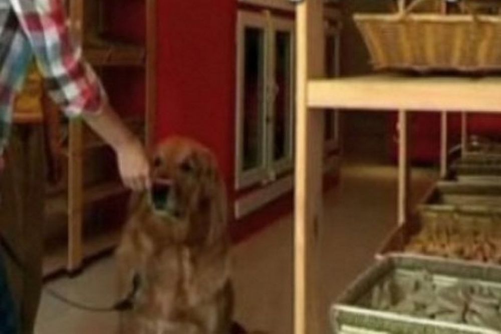 Και οι σκύλοι έχουν δικαίωμα στο gourmet