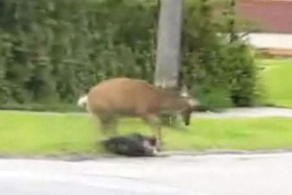 Ελαφίνα επιτέθηκε σε σκύλο για το ελαφάκι της (video)