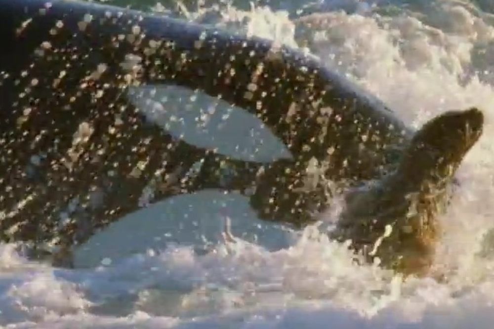 Φάλαινα «δολοφόνος» βγήκε στη στεριά για «κυνήγι» (video)