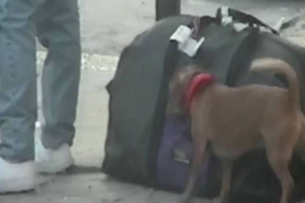 Ξεκαρδιστικό βίντεο: Ο σκύλος... πορτοφολάκιας! 