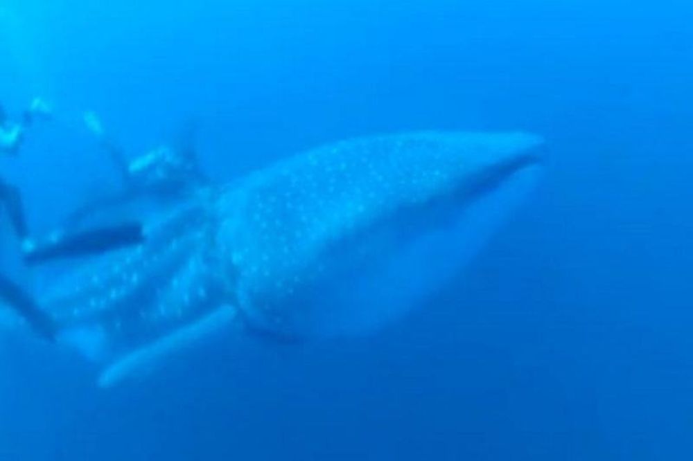 Απίστευτο: Δύτες «απελευθερώνουν» καρχαριοφάλαινα (video)