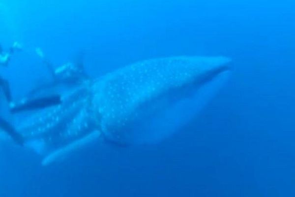 Απίστευτο: Δύτες «απελευθερώνουν» καρχαριοφάλαινα (video)