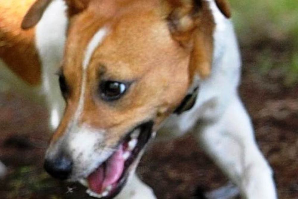 Σοκ-Ο σκύλος της οικογένειας σκότωσε το 8 ημερών βρέφος 