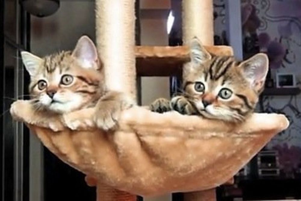 Ποιος είπε πως οι γάτες δεν παίζουν τένις;