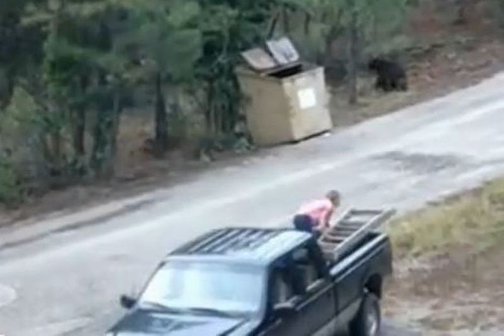 Τρία αρκουδάκια σώθηκαν πριν καταλήξουν σε... χωματερή (video)