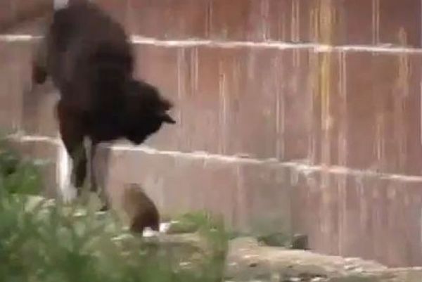 Και όμως... Γάτες τα... έκαναν μόλις είδαν ποντίκι (video)