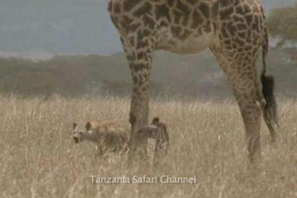 Αυτή η μαμά καμηλοπάρδαλη θα σας κάνει να δακρύσετε (video)