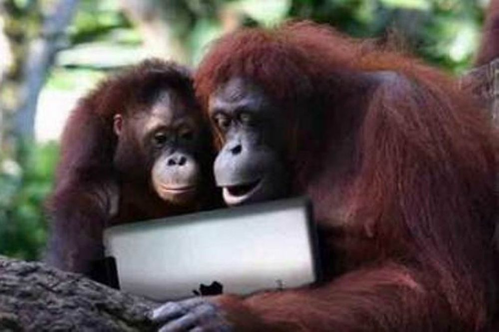 Απίστευτο! Οι πίθηκοι τρελαίνονται... για iPad!