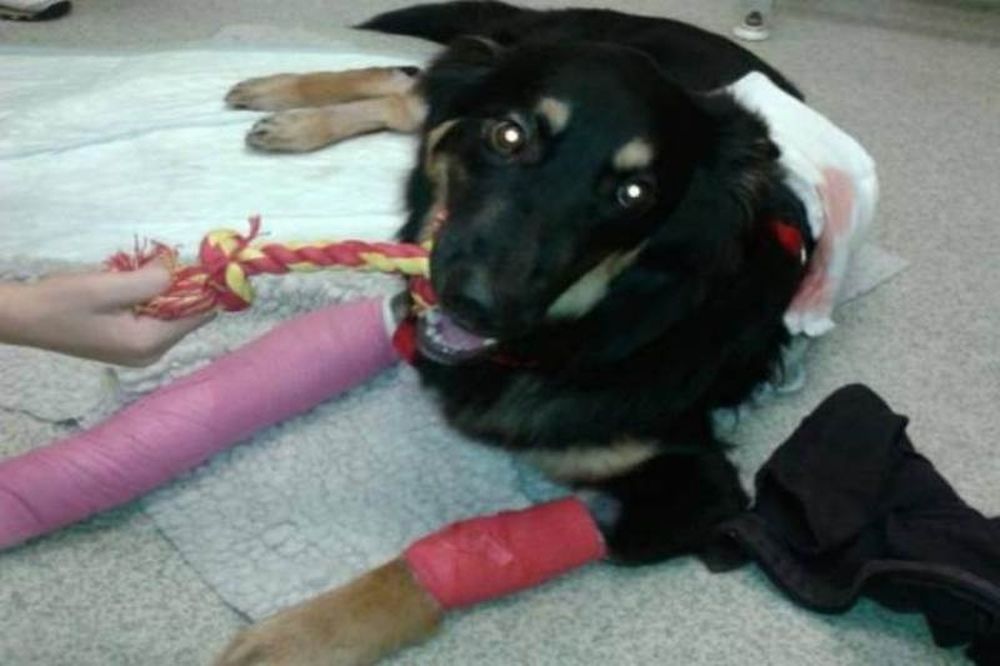 Η συγκλονιστική θυσία ενός σκύλου για να σώσει ένα 10χρονο αγοράκι! 