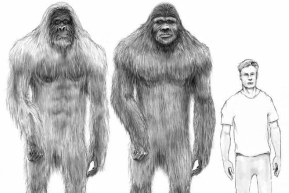 Βίντεο: Στοιχεία DNA λένε ότι τελικά ο Μεγαλοπόδαρος υπάρχει!