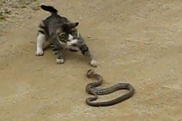 Γάτα - Φίδι, σημειώσατε ένα (video)