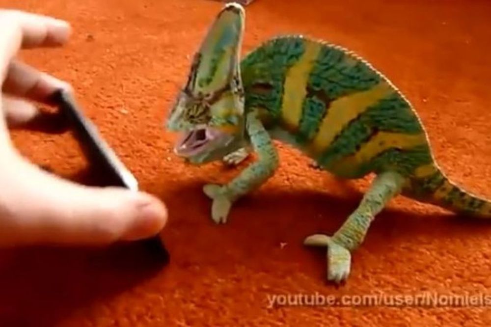 Xαμαιλέων τρομάζει από το iPhone (video)