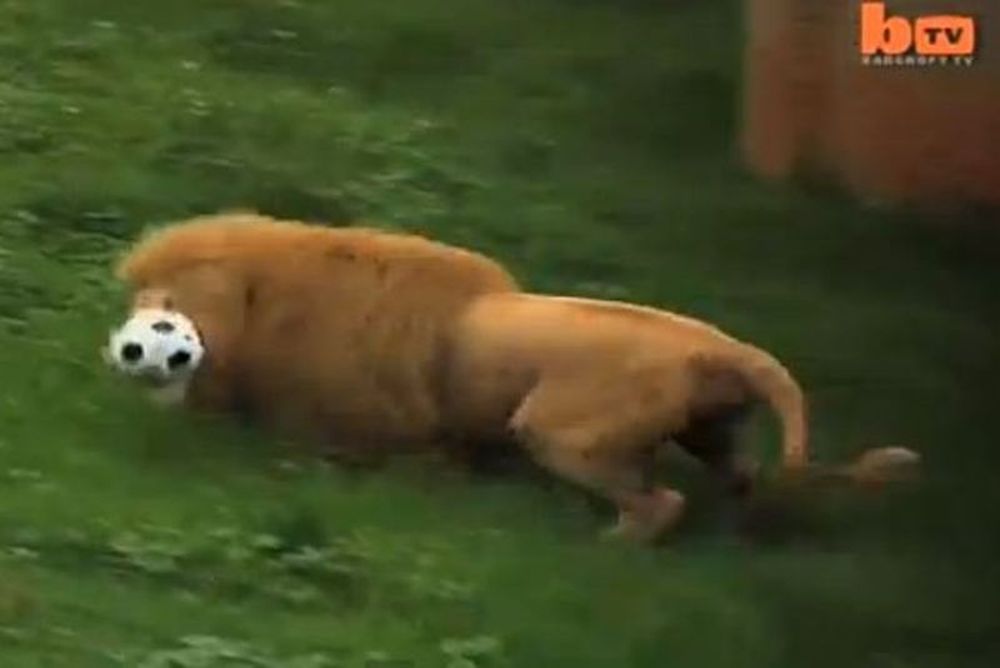 Δείτε το λιοντάρι που λατρεύει το ποδόσφαιρο! (video)