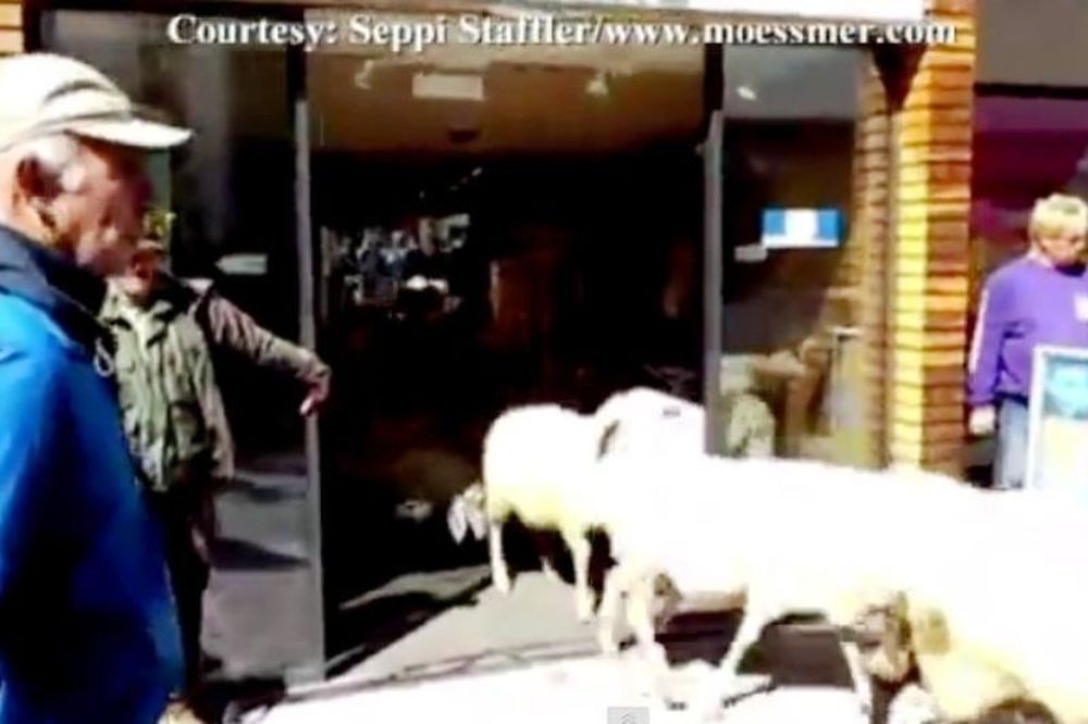Κοπάδι πρόβατα εισβάλει σε μαγαζί αθλητικών ειδών!