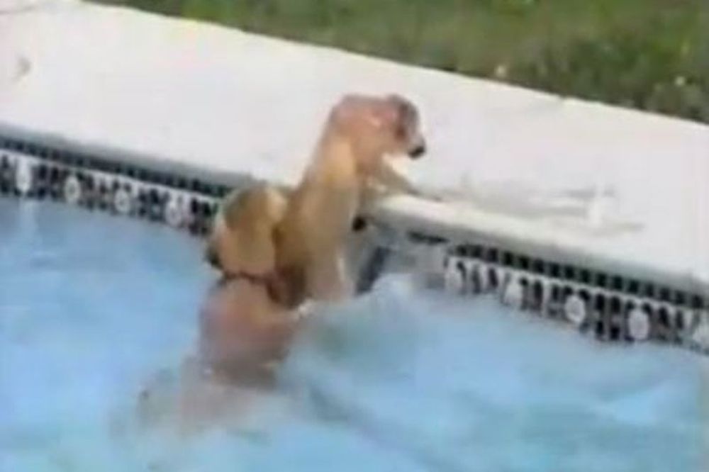 Σκύλος «ναυαγοσώστης» σώζει κουτάβι από πνιγμό (video)