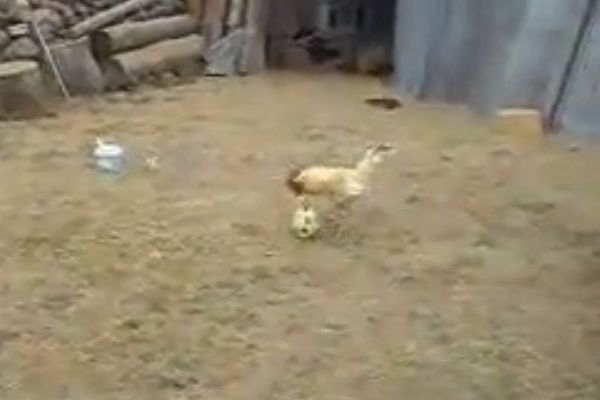 Το πουλάκι… γκολ (video)