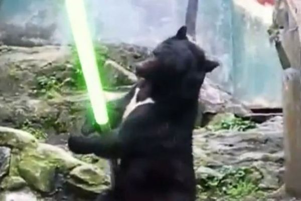 Δείτε την αρκούδα... Τζεντάι! (video)