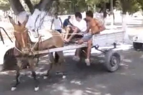 Δείτε το γάιδαρο που είναι «άσος» στο παρκάρισμα! (video)