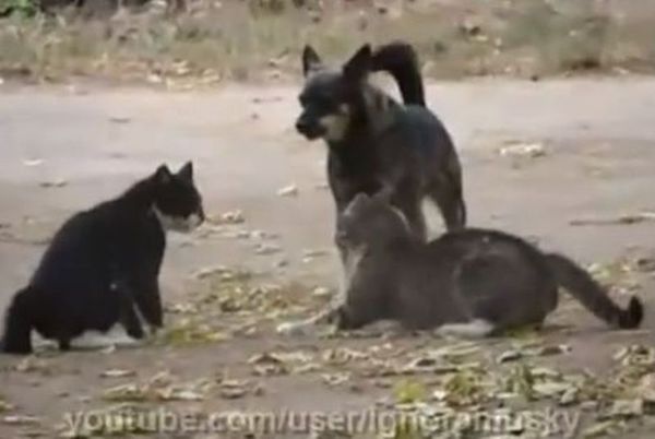 Σκυλίσια... αστυνομική περιπολία! (video)