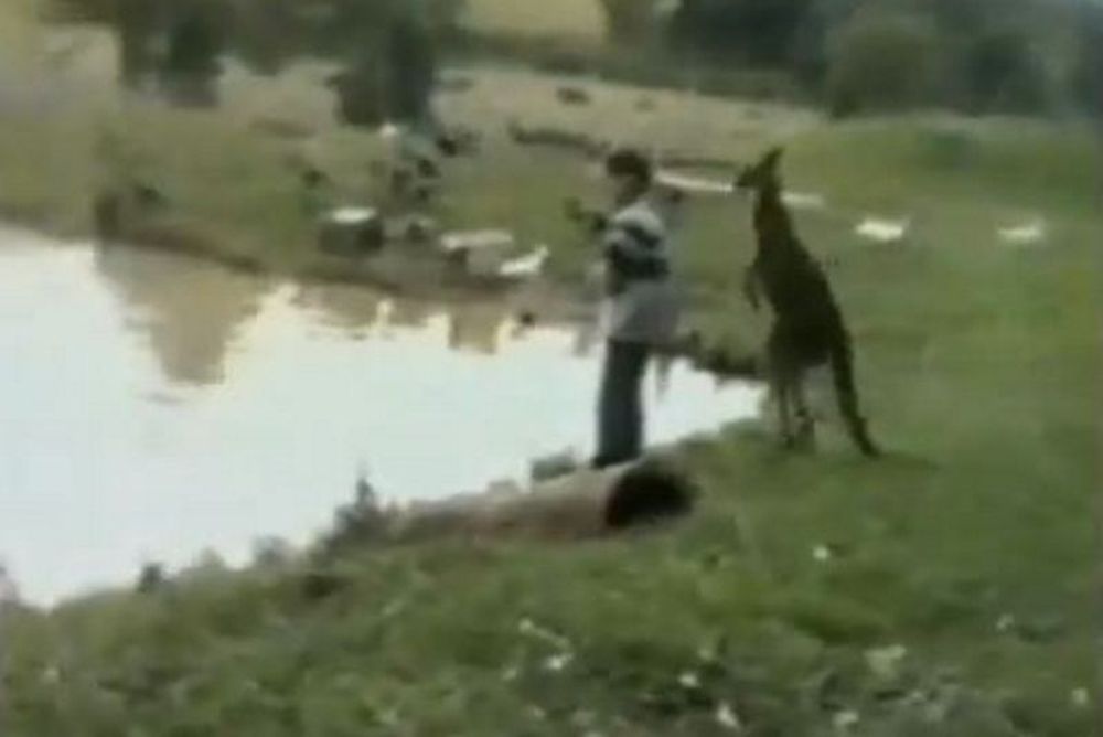 Δείτε τι κάνει το μοχθηρό κανγκουρό! (video)