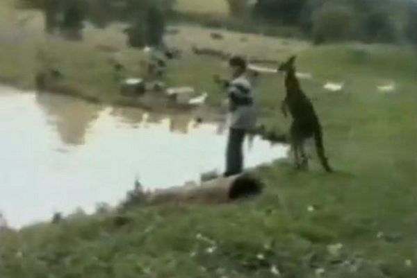 Δείτε τι κάνει το μοχθηρό κανγκουρό! (video)