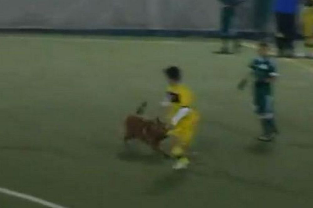 O σκύλος ήταν... Παναθηναϊκός (video)