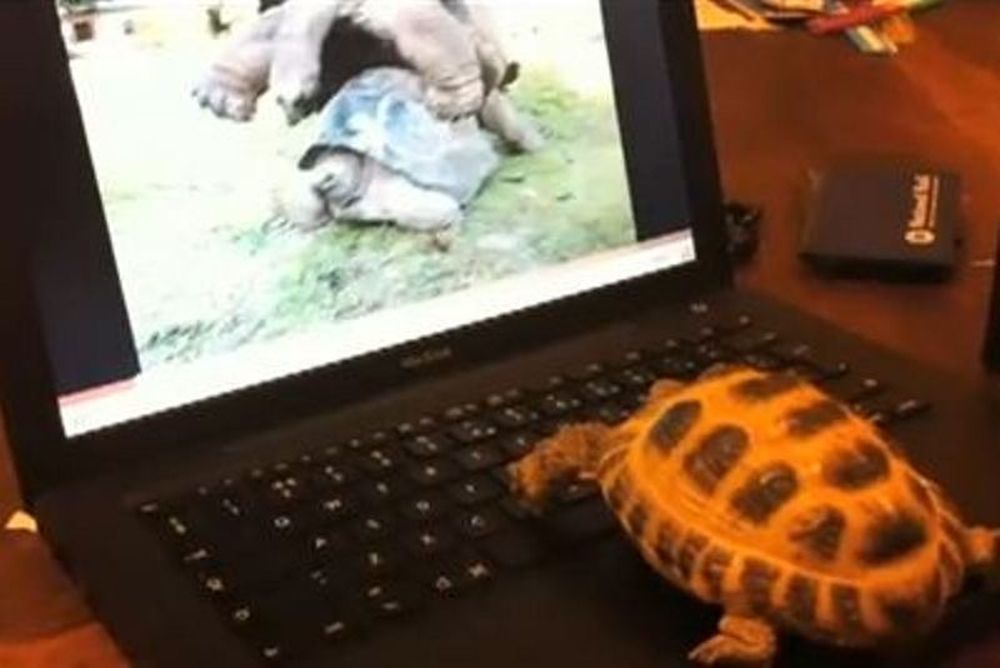 Xελώνα βλέπει... τσόντες (video)