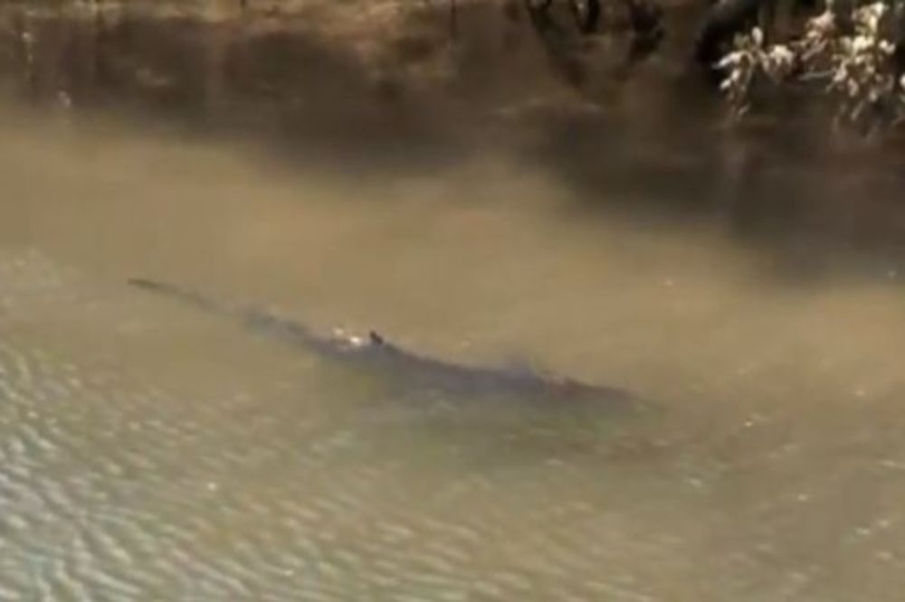  Αυστραλία: Καρχαρίας βγήκε στην... παραλία (video)