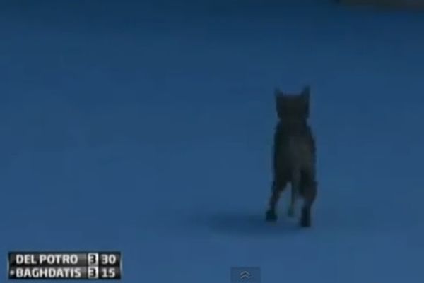Μαυρόγατα... «έφαγε» τον Παγδατή! (video)