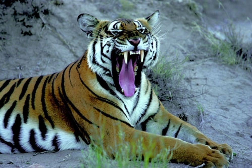 Αηδιαστικό... Δείτε τι έπαθε από αυτή την τίγρη!