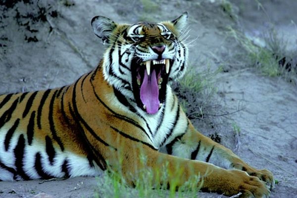 Αηδιαστικό... Δείτε τι έπαθε από αυτή την τίγρη!