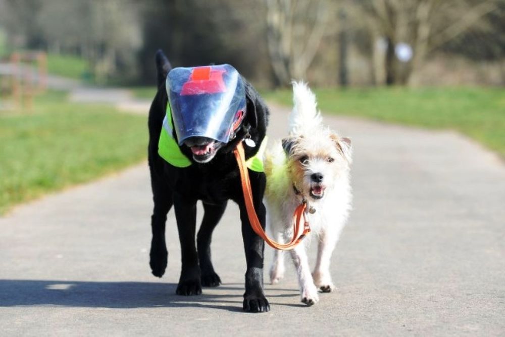 Μάθημα ζωής από σκύλους! (photos)