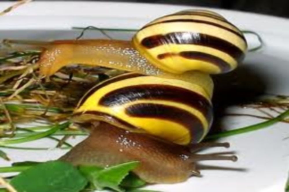 Τα σαλιγκάρια και η... τράπεζα!