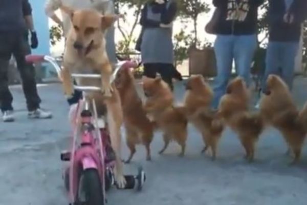 Επτά σκυλιά «βολτάρουν» με ποδήλατο (Video) 
