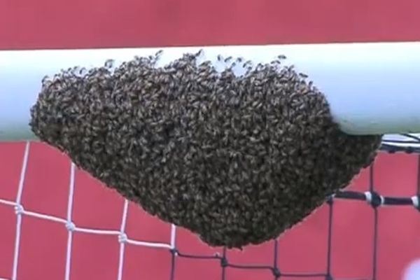 Βραζιλία: Μέλισσες σε ποδοσφαιρικό γήπεδο! (video)