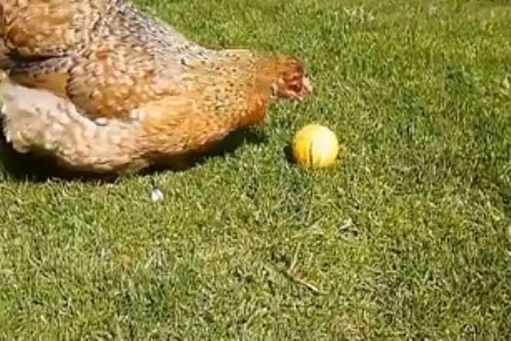 Η κότα… Κριστιάνο Ρονάλντο (video)