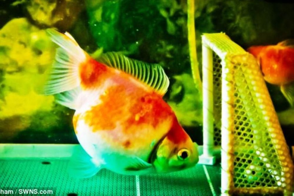 Χρυσόψαρο παίζει ποδόσφαιρο (photos+video)