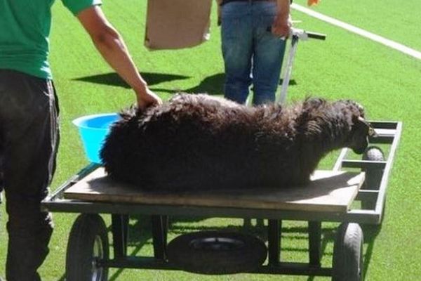 Σαχτέρ Καραγκάντι: Μακάβριο έθιμο για… γούρι