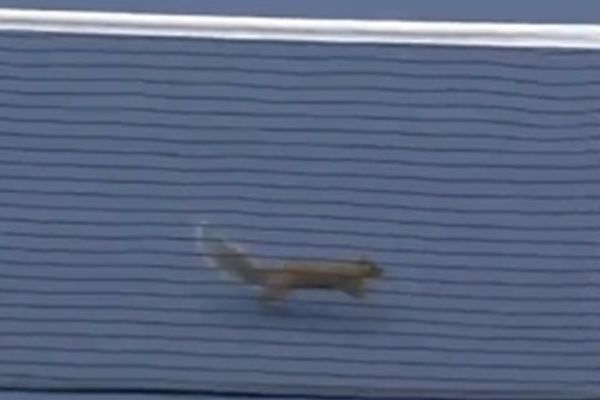 US Open: Ο σκίουρος ξαναχτύπησε! (videos)