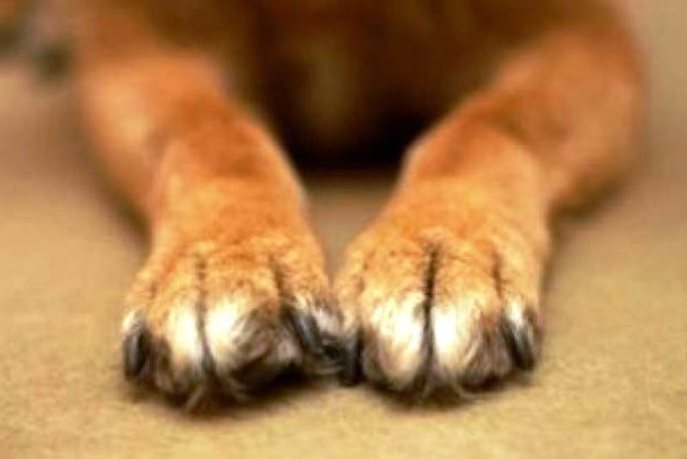 Σοκ στη Λάρισα: Σκύλος κατασπάραξε 8χρονο