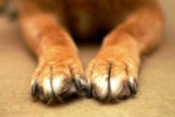 Σοκ στη Λάρισα: Σκύλος κατασπάραξε 8χρονο