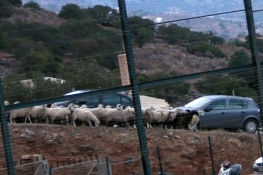 Όταν τα… πρόβατα βλέπουν μπάλα! (video)