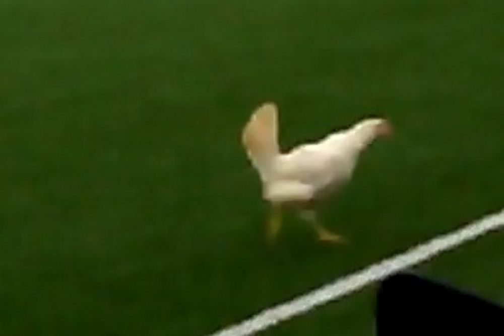 Βέλγιο: Δεν γίνονται αυτά! Χαμός με κότες στο γήπεδο (video)